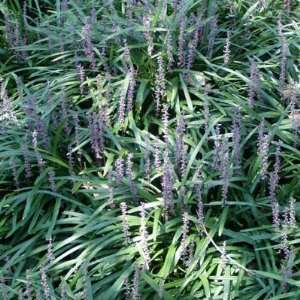  Liriope muscari Royal Purple Bare Root Patio, Lawn 