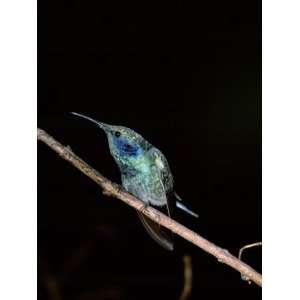  Green Violet Ear Hummingbird, Sevegre Area, San Gerardo 