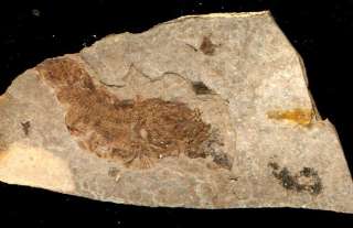 Clupea sardinites  Fossil Fish  