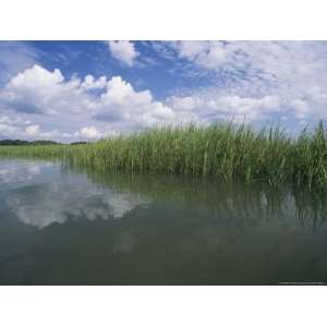  Clouds Fill the Sky over a Marsh of Aquatic Grasses 