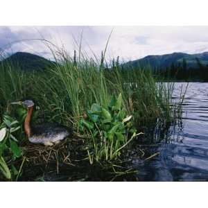  Red Necked Grebe Sitting on Its Nest Amid Aquatic Grasses 