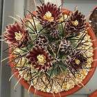 Sclerocactus uncinatus, exotic rare flowering cacti flower cactus seed 