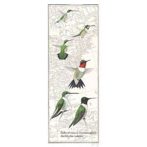 David Allen Sibley   Ruby Throated Hummingbird Canvas
