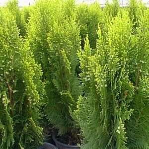  ARBORVITAE BERCKMANS GOLDEN / 5 gallon Potted Patio 