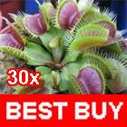 Venus Fly Trap Dionaea muscipula Carnivorous Plant 30 Seeds with 