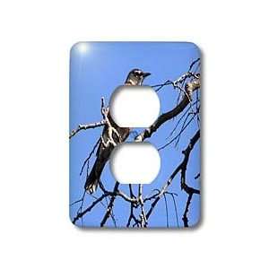Beverly Turner Bird Photography   Red Robin on a Branch   Light Switch 