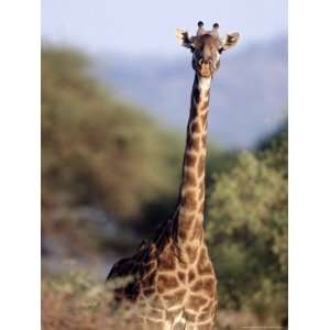  Masai Giraffe, Tarangire National Park, Tanzania 