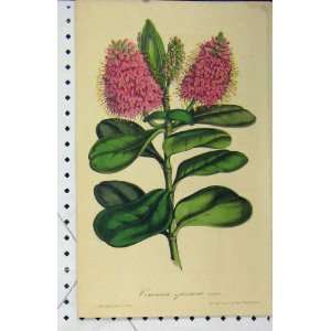  Veronica Speciosa Flower C1853 Horto Houtteano Print