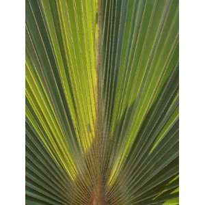  Palm Tree at Radisson Resort, Palm Beach, Aruba, Caribbean 