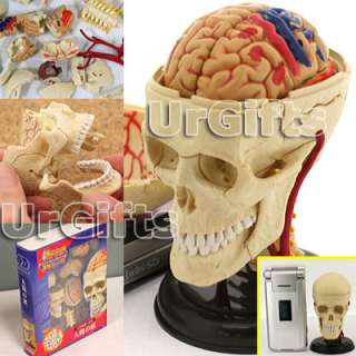 UrGifts     4D Puzzle Cranial Nerve Skull 39pcs Human Anatomy Model 