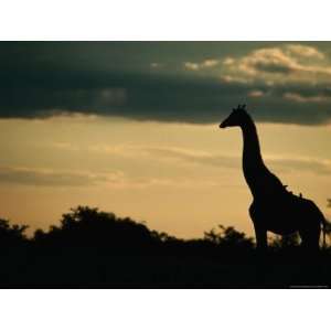  Giraffe (Giraffa Camelopardalis) at Sunset, Savuti, Chobe 