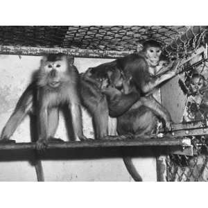  Rhesus Monkeys Used in Polio Virus Research at Stanford 