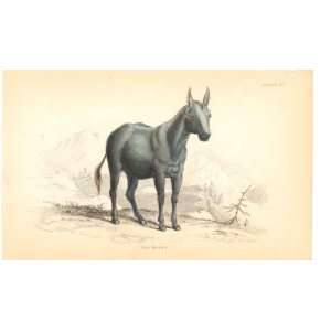  C1840 H/C Natural History The Henny Horse