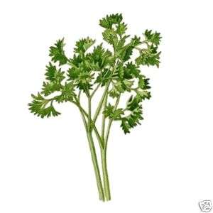 5oz/15ml OF PARSLEY SEED AROMATHERAPY ESSENTIAL OIL  
