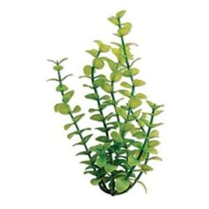  Tetra Water Wonders Green Bacopa Plant 6in