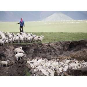  Nomadic Sheep Herder in Pink Head Scarf Tends Her Flock 