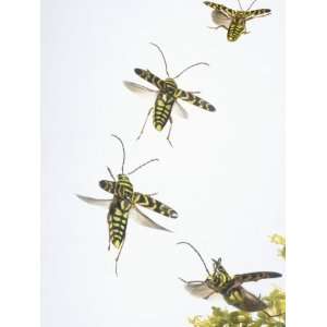  A Longhorn Beetle, Megacyllene Robiniae, Flying over a 