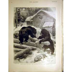  Bears Pig Canada Unwelcome Visitor Small Print 1898
