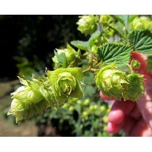  Willamette Beer Hops Vine   Humulus   Grow your own Beer 