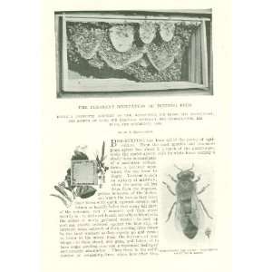  1895 Bee Keeping Worker Bee Drone Queen Bee Honey Bee 