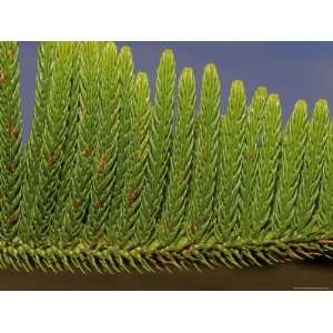 Close Up Detail of the Bright Green Needles of a Pine Tree Leaf 