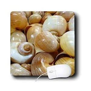  Florene Shells   Florida Whelk Shells   Mouse Pads 