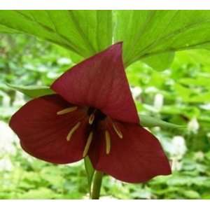  3 Trillium Red Nodding Patio, Lawn & Garden