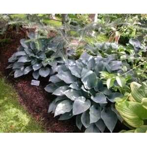  PLANTAIN LILY HALCYON / 1 gallon Potted Patio, Lawn 
