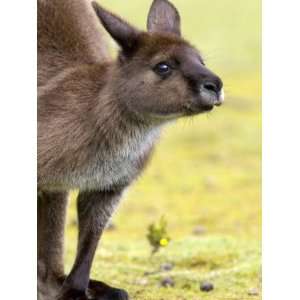 com Kangaroo (Macropus Fuliginosus), Kangaroo Island, South Australia 