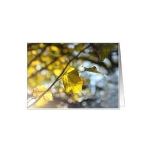  Beautiful Autumnal leaves, blank card Card Health 
