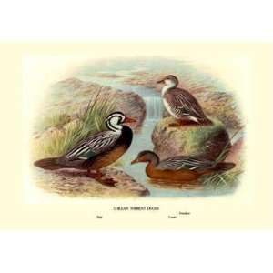  Exclusive By Buyenlarge Chilean Torrent Ducks 12x18 Giclee 