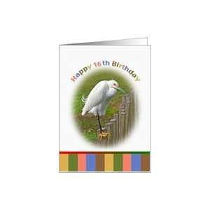  16th Birthday Card with Snowy Egret on a Fence Card Toys & Games