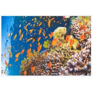  Tropical Underwater Fish   Photography Poster   24 x 36 