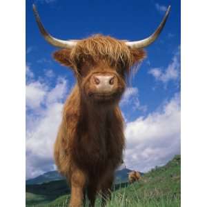  Highland Cattle Bull Portrait, Scotland, UK Premium Poster 