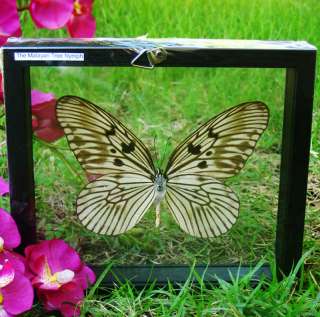 YOU ARE BIDDING ON BEAUTIFUL BUTTERFLY IN WOODEN DOUBLE GLASS FRAME