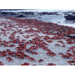  Masses of Christmas Island Red Crabs Spawning on the Beach 