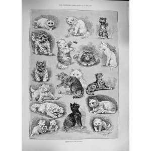 LOUIS WAIN 1892 KITTEN LIFE CAT SHOW PETS ANIMALS 