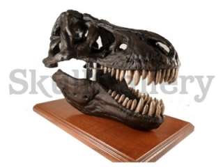 Tyrannosaurus Rex Skull Fossil Replica 14 Scale Model  