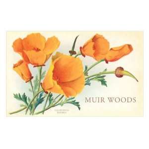  California Poppies, Muir Woods Premium Poster Print, 12x8 