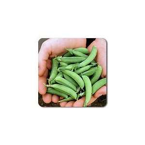  Sugar Ann Pea Seed   By The Pound Patio, Lawn & Garden