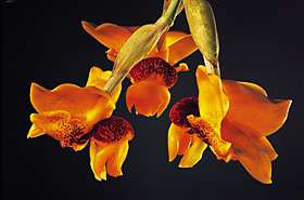 Stanhopea connata ‘Arnie’ Blooming Sized Species Orchid Plant 