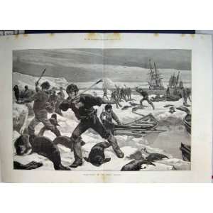  1887 Seal Hunting Artic Regions Clubbing Pups Old Print 