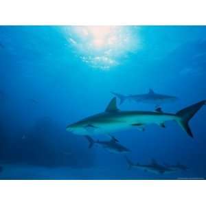  Reef Sharks, Walkers Cay, Bahamas Photos To Go Collection 
