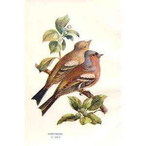  Caffinch A Thorburn Wild Birds Print 1903