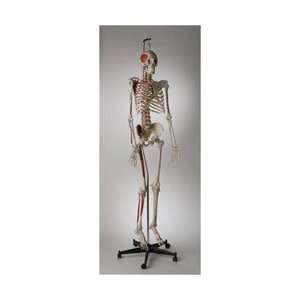  Premier Kinesiology Skeleton Model, Painted & Labeled 