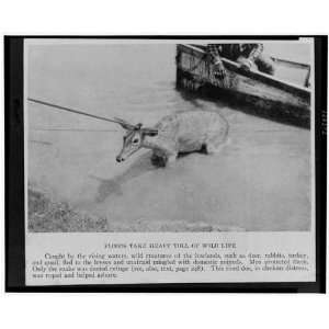  Floods take heavy toll of wild life, 1927 Flood, Deer 