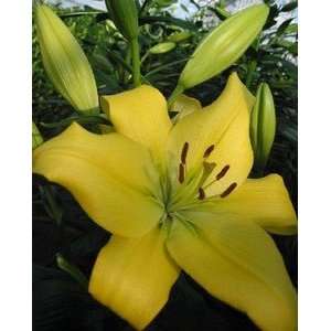  Pre cooled Lily Freya 14 16 cm. 25 pack Patio, Lawn 
