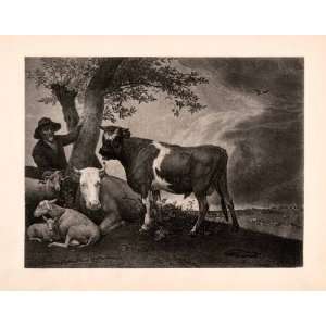 1896 Heliogravure Young Bull Paul Potter Agriculture Farming Cattle 