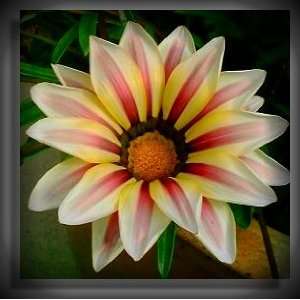  Champagne Pink Gazania Seed Pack Patio, Lawn & Garden