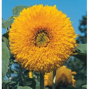 Davids Non Hybrid Tall Sunflower Giant Sungold (Helianthus annuus) 45 